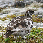 Rock Ptarmigan