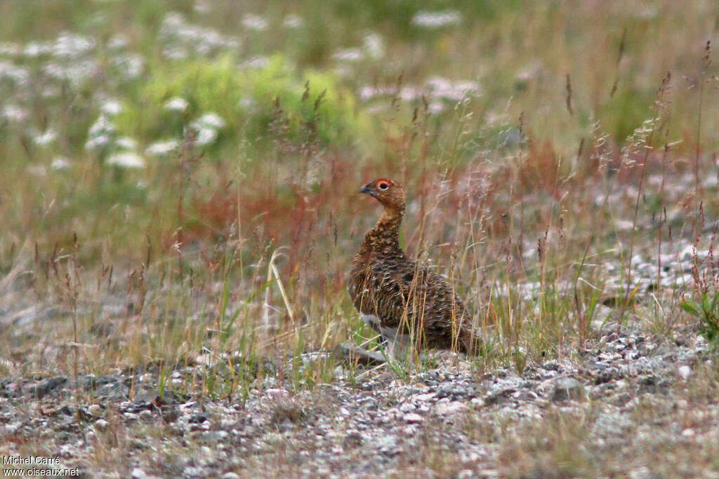 Willow Ptarmiganadult, habitat, pigmentation