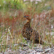 Willow Ptarmigan