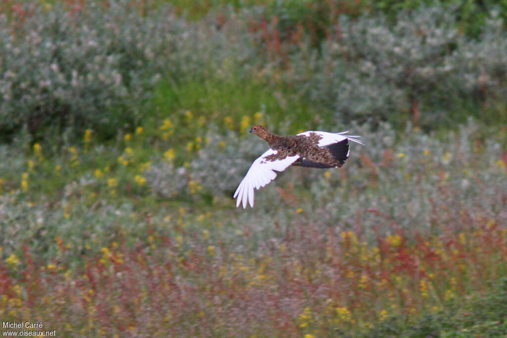 Willow Ptarmiganadult, habitat, pigmentation, Flight