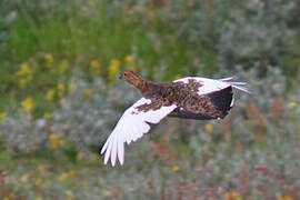 Willow Ptarmigan