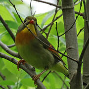 Red-billed Leiothrix