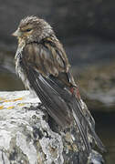 Twite