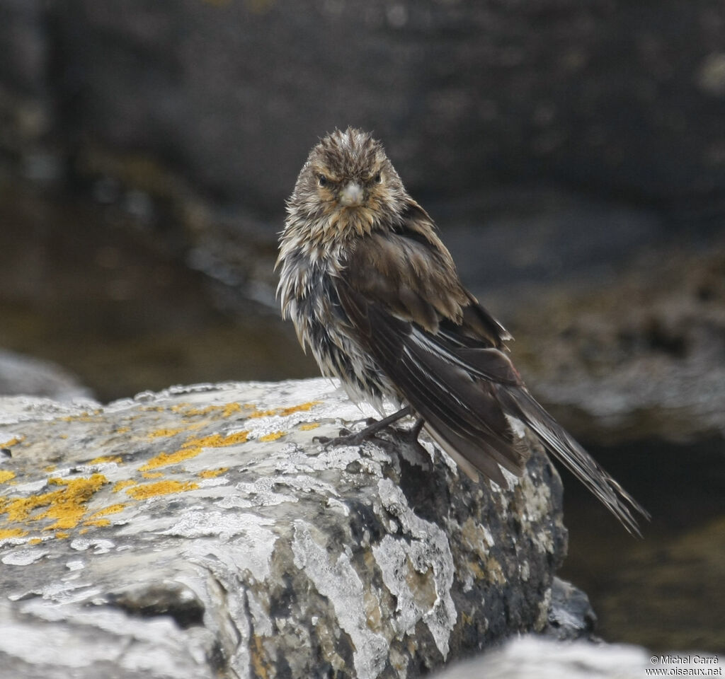 Twite male adult breeding