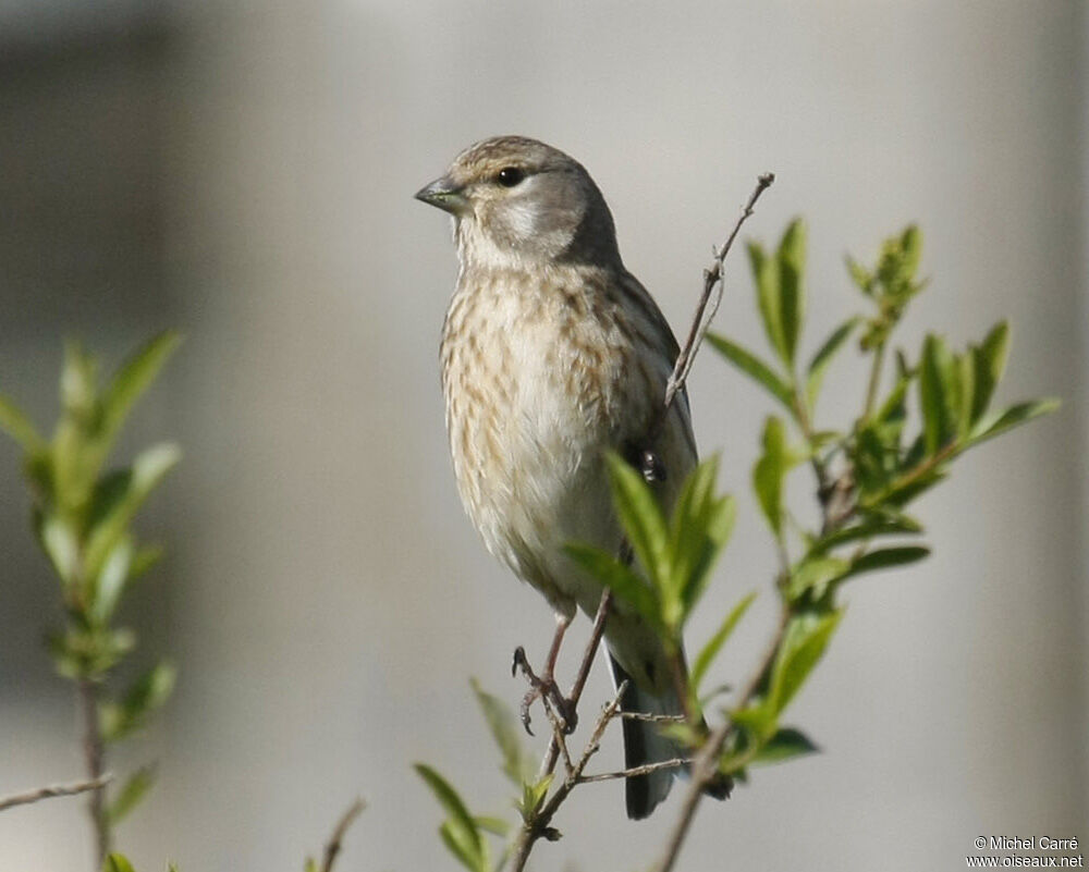 Linotte mélodieuse femelle adulte