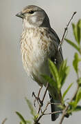 Common Linnet