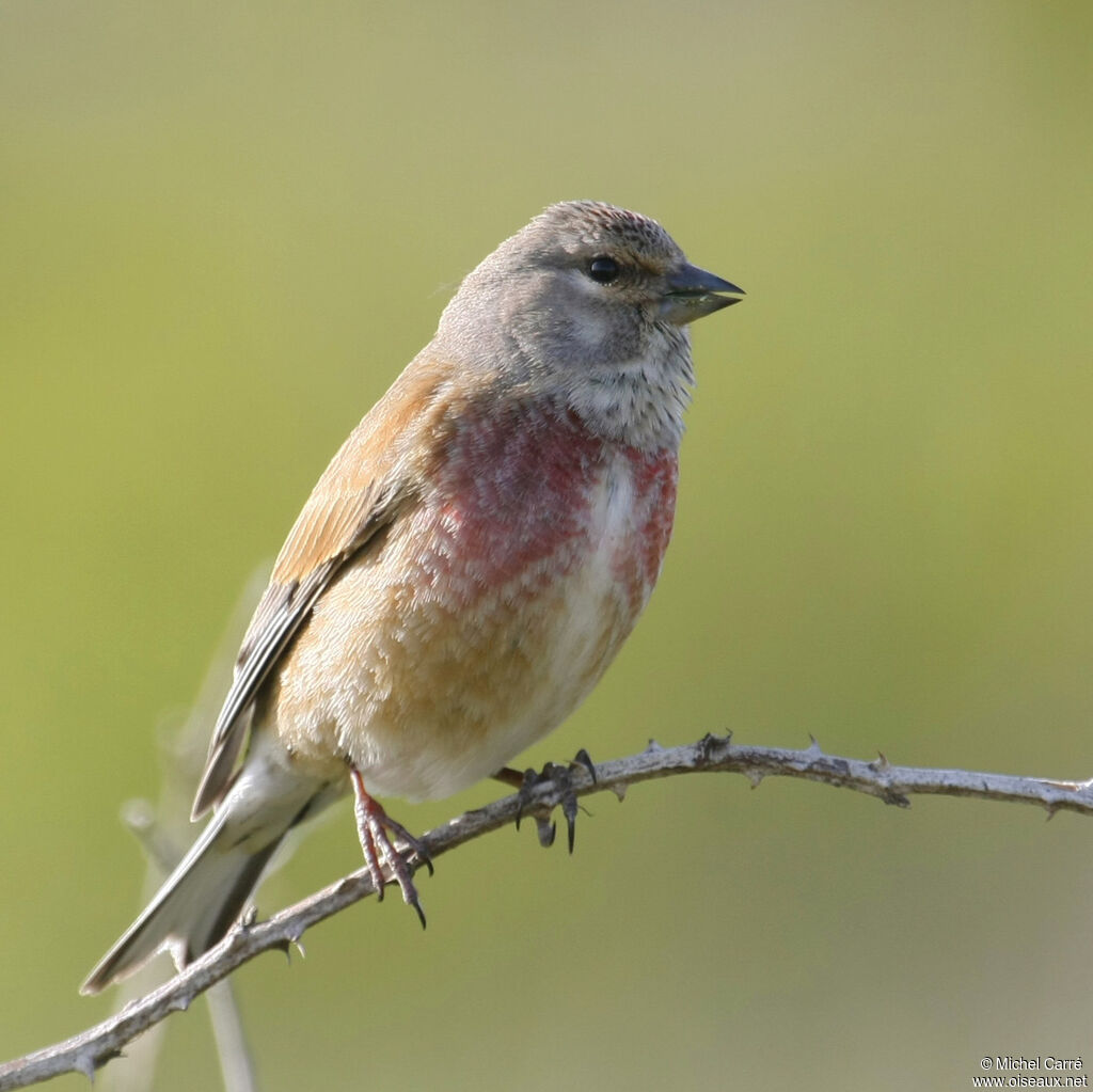 Linotte mélodieuse mâle adulte nuptial