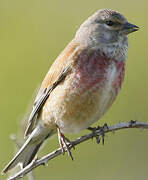 Common Linnet