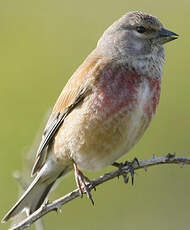 Linotte mélodieuse