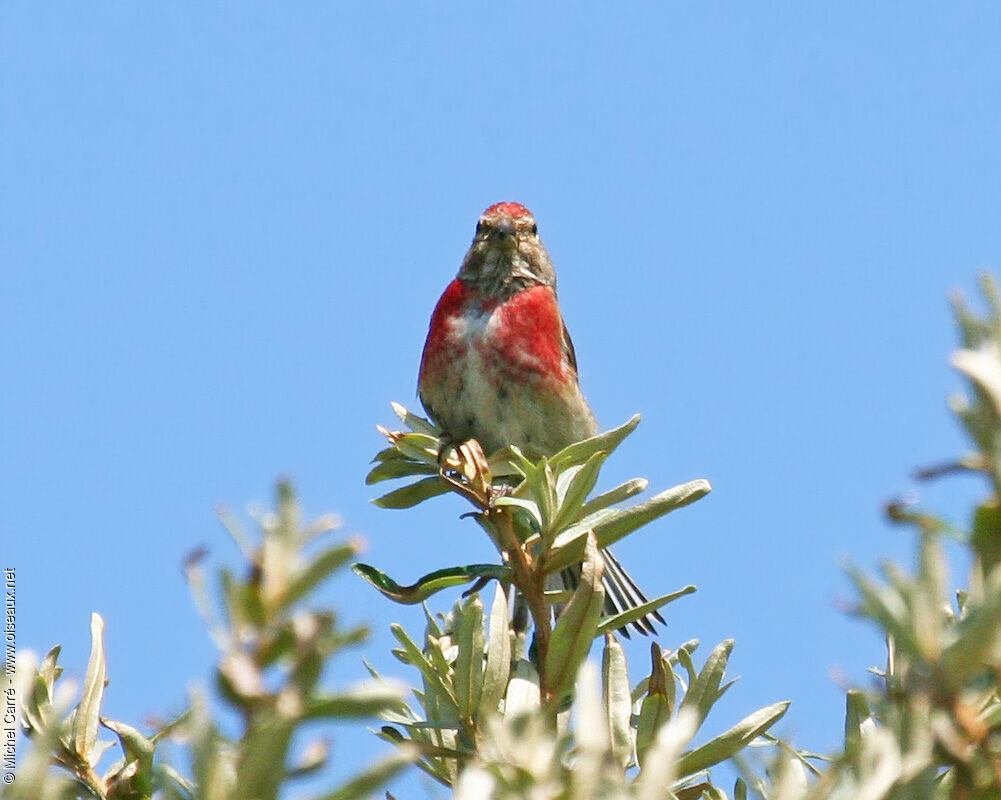 Common Linnet male adult breeding