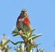 Common Linnet