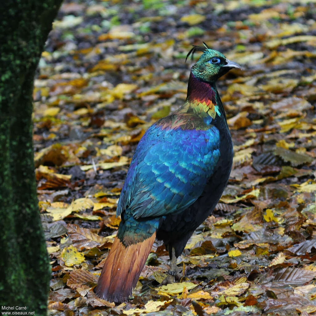 Himalayan Monal male adult, identification