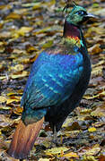 Himalayan Monal