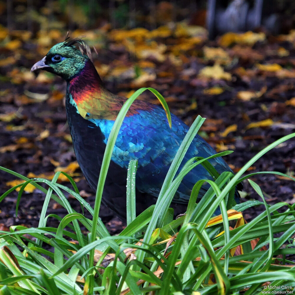 Himalayan Monal male adult