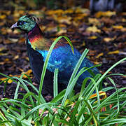 Himalayan Monal