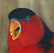 Black-capped Lory