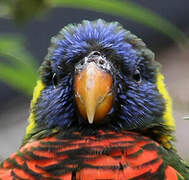 Coconut Lorikeet