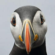 Atlantic Puffin