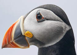 Atlantic Puffin