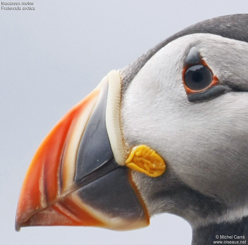 Atlantic Puffin