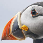 Atlantic Puffin