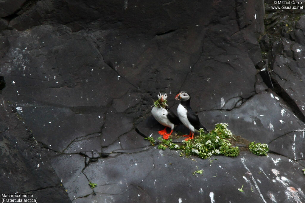 Atlantic Puffinadult breeding, Reproduction-nesting