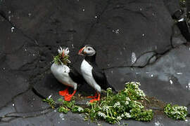 Atlantic Puffin