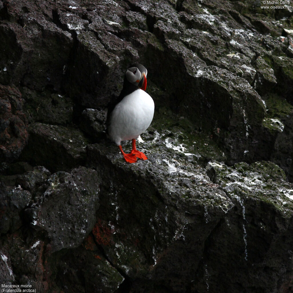 Atlantic Puffinadult breeding