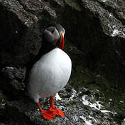 Atlantic Puffin