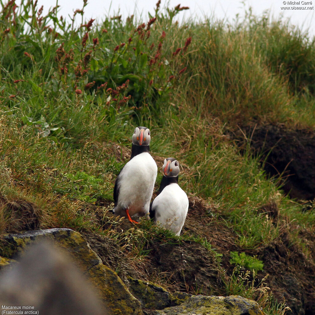 Atlantic Puffinadult breeding