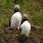 Atlantic Puffin