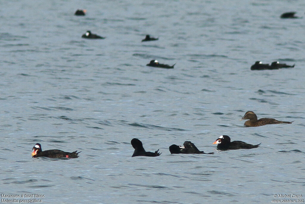 Surf Scoter male adult breeding