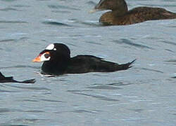 Surf Scoter