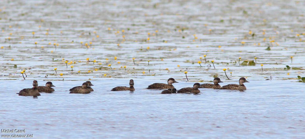 Common Scoter female, Reproduction-nesting