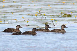 Common Scoter