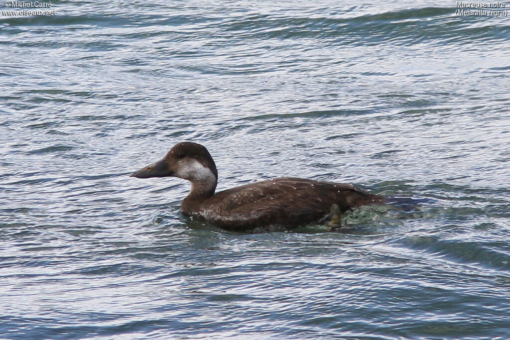 Common Scoter