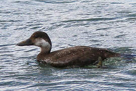 Common Scoter