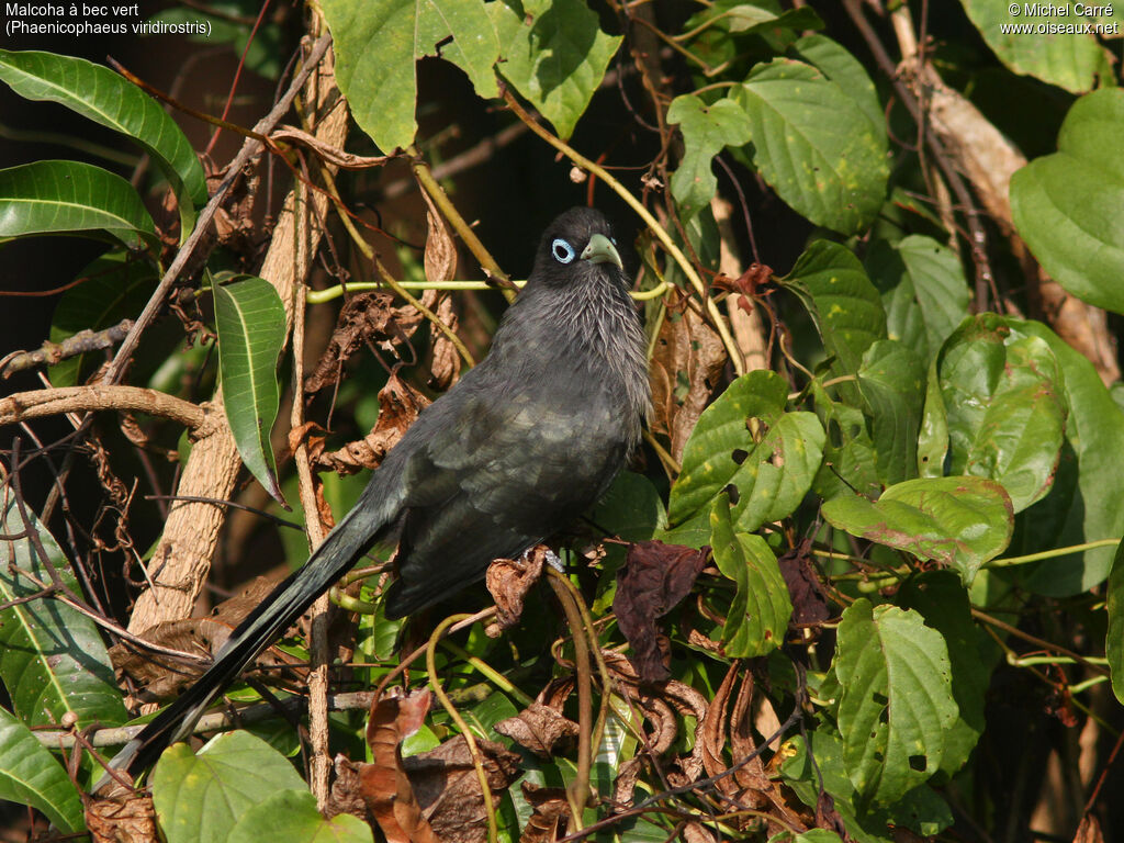 Blue-faced Malkohaadult