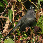 Blue-faced Malkoha