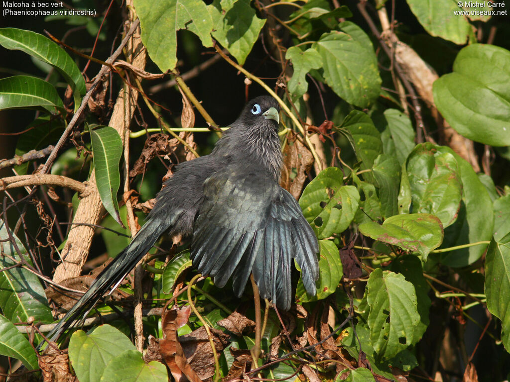 Blue-faced Malkohaadult