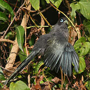 Blue-faced Malkoha