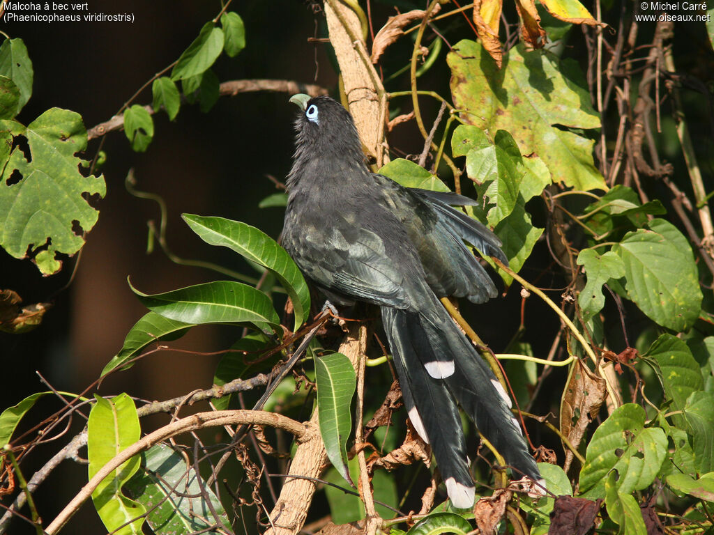 Blue-faced Malkoha