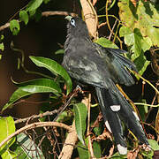 Blue-faced Malkoha