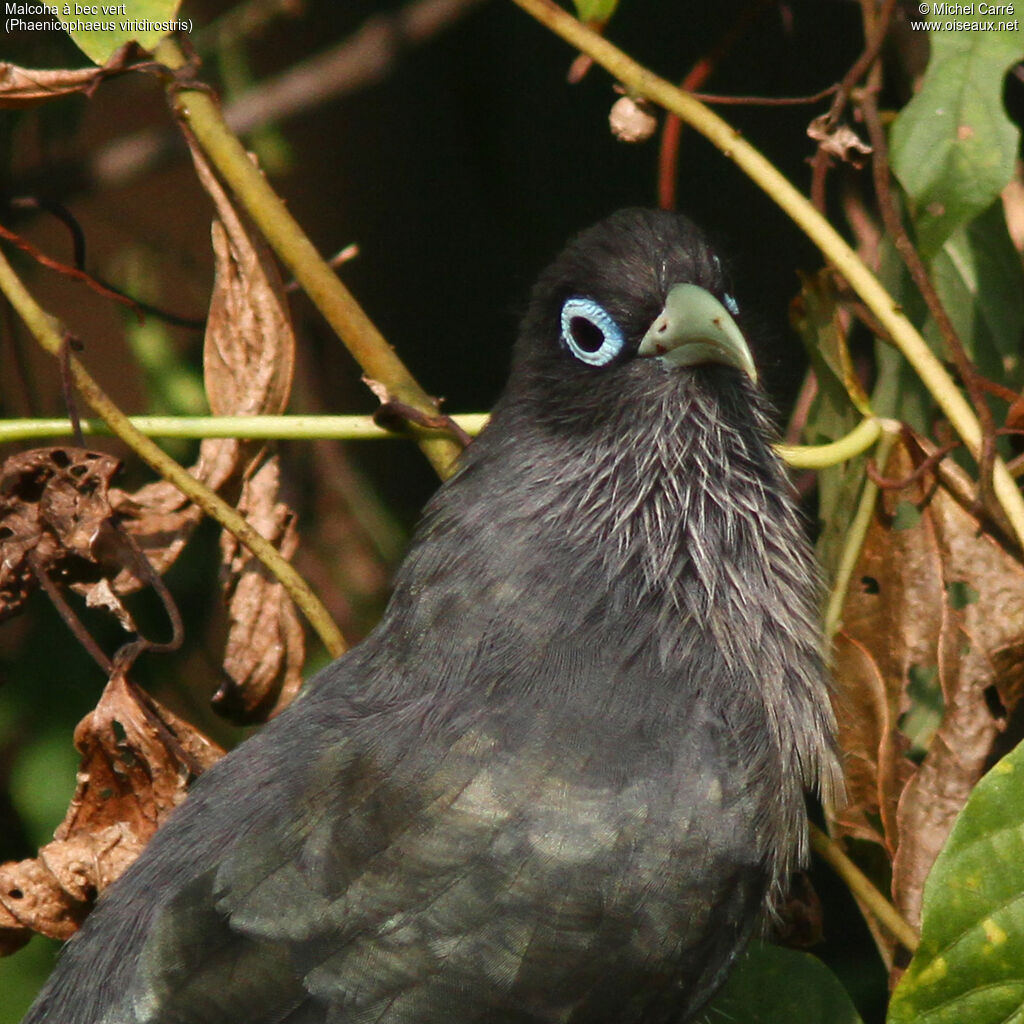 Blue-faced Malkohaadult, close-up portrait