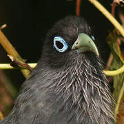 Blue-faced Malkoha