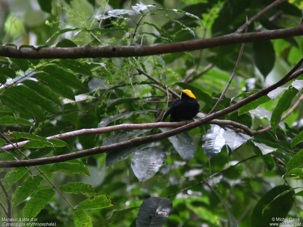 Manakin à tête d'or mâle adulte