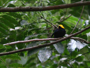 Manakin à tête d'or