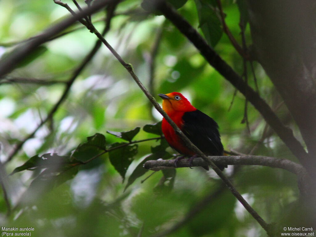 Crimson-hooded Manakin male adult