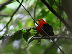 Crimson-hooded Manakin