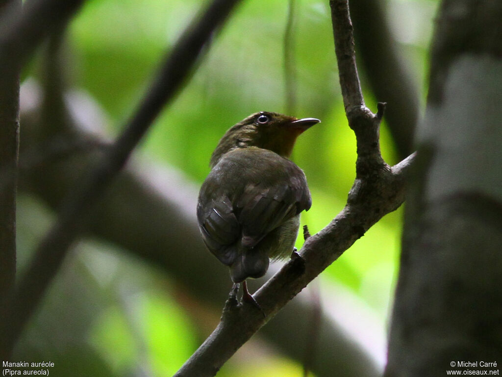 Crimson-hooded Manakin female adult